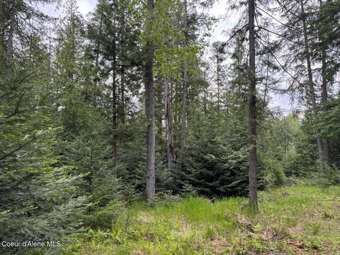 Sagle Land with Mature Trees