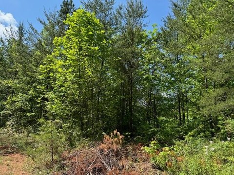 Residential Lot with Mountain Views