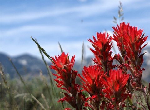 Montana Land with Mountain Views