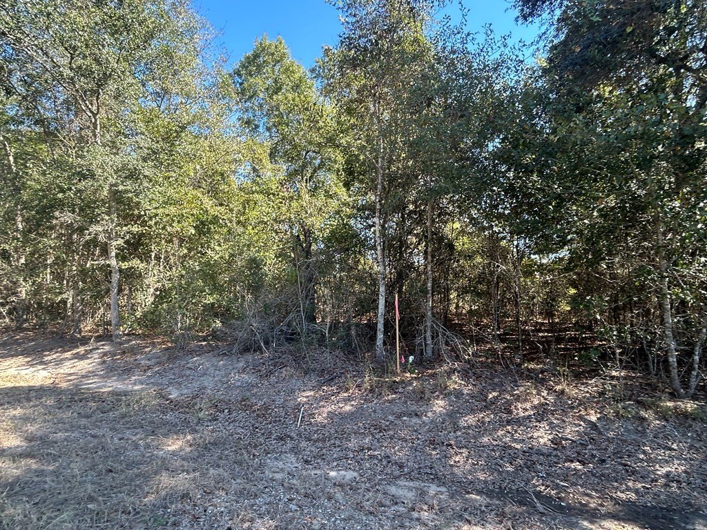 Picture 5