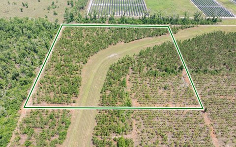 Agricultural Land with Pine Plantings