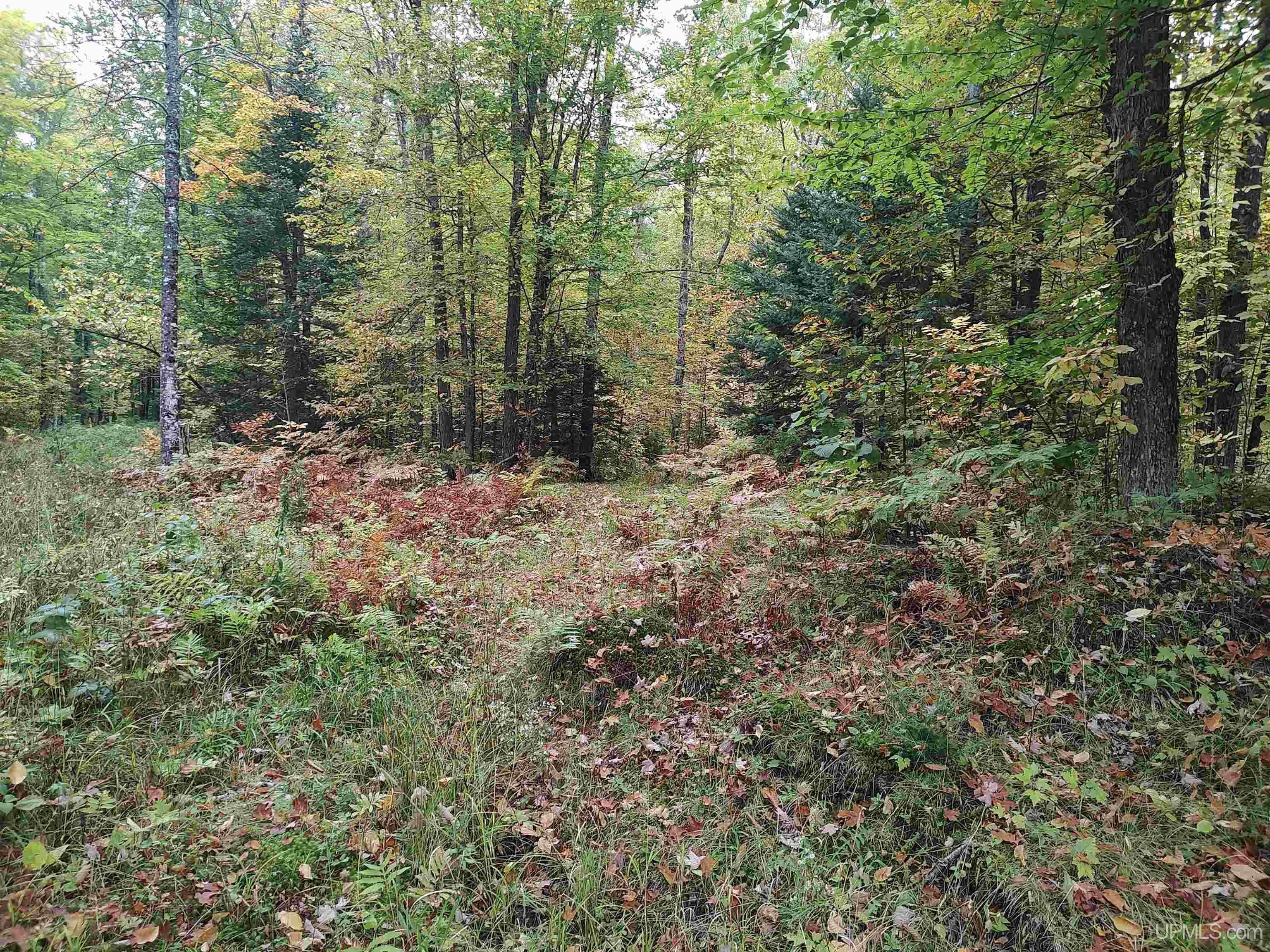 160 Acres Wooded Recreational Land