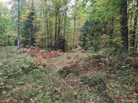 160 Acres Wooded Recreational Land