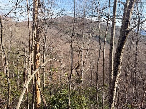 Tranquil Wooded Lot in Tuckasegee