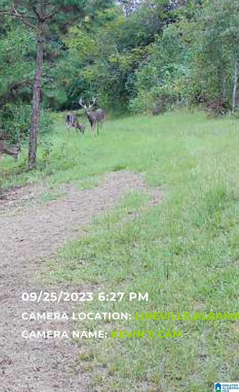Picture 29