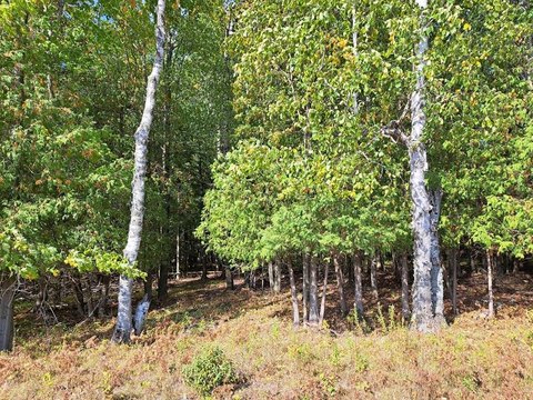 20 Acres Wooded Land Parcel