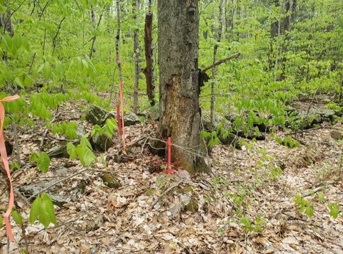 Rural Land with Mature Hardwood