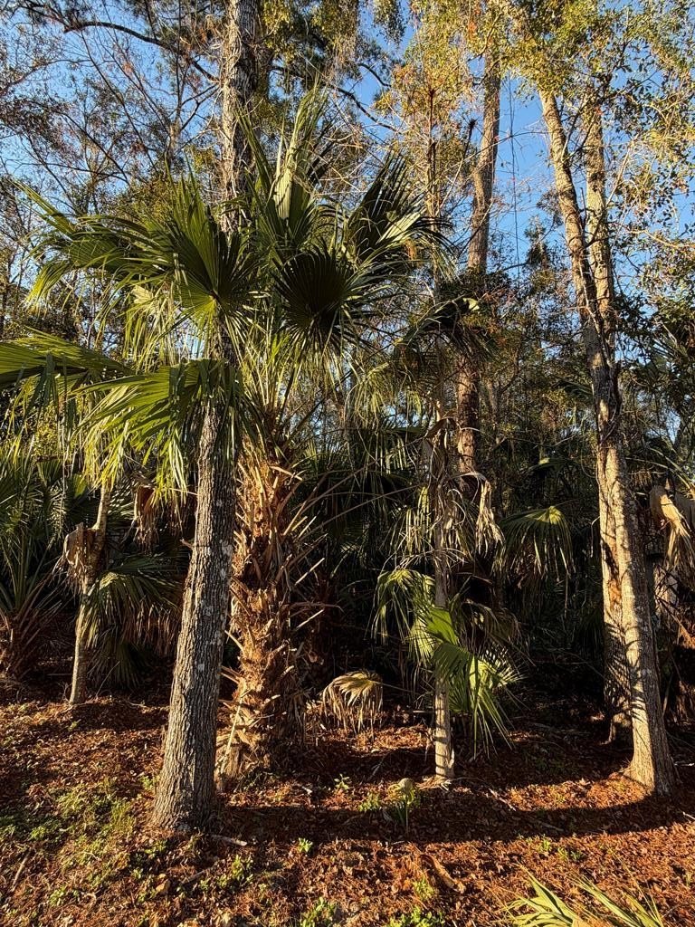 Wooded Parcel in Fowlers Bluff