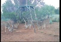 Nolan, TX Land For Sale