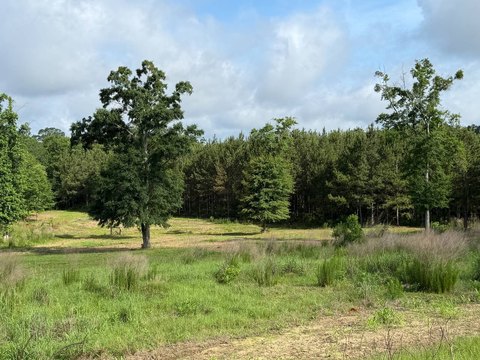 Hunting Land with Food Plots