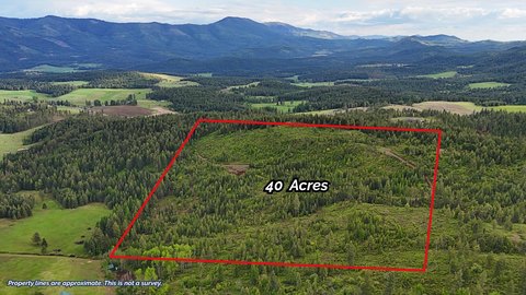 40 Acres of Timber Land