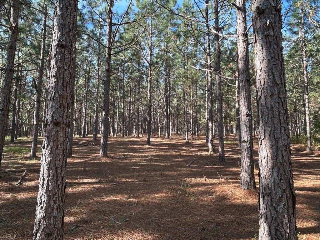 Picture 19
