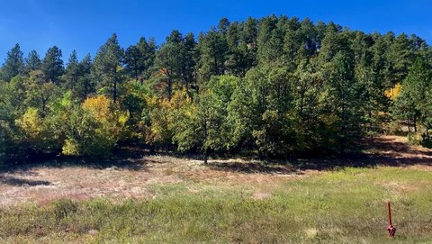 Premier Homesite in The Woodlands