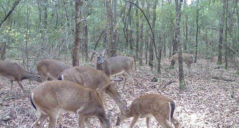 Milton, FL Vacant Hunting Land