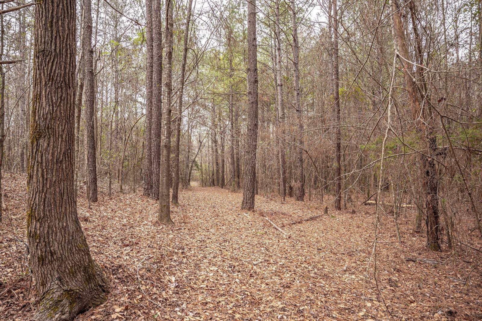 Carthage Hunting and Timber Tract