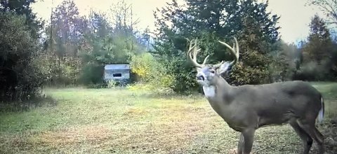 Belleville, MI 80-Acre Land