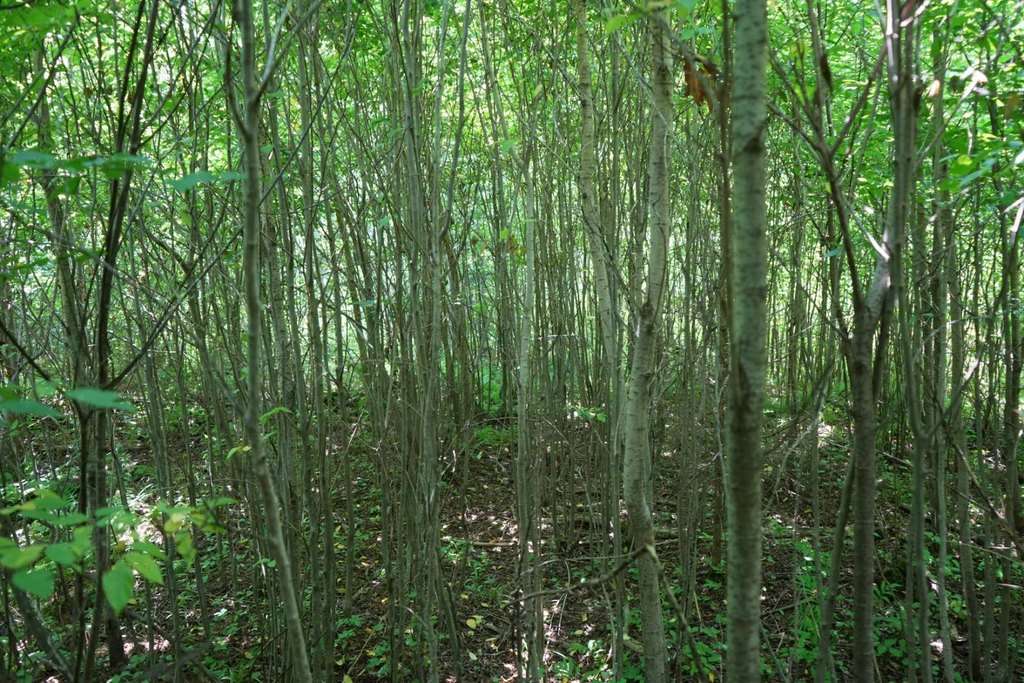 Picture 9