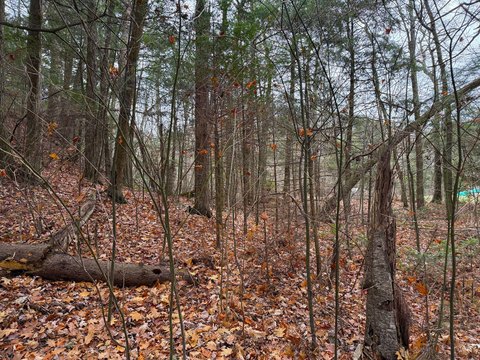 Wooded Waterfront Land