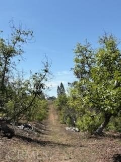 Picture 23