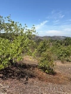 Picture 24