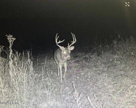 Prime Whitetail Hunting Land