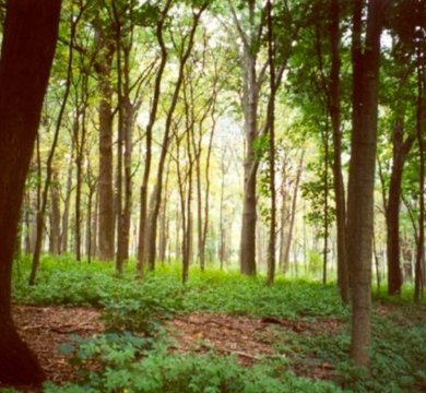 Easton, MA Homesite Opportunity