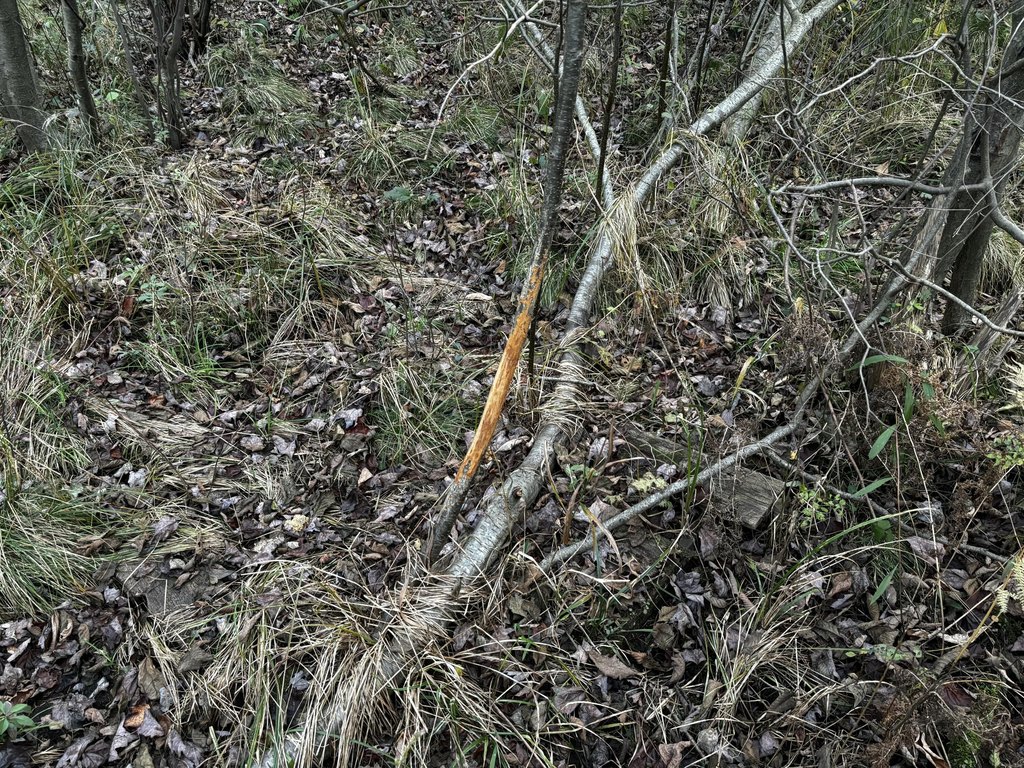 Picture 12