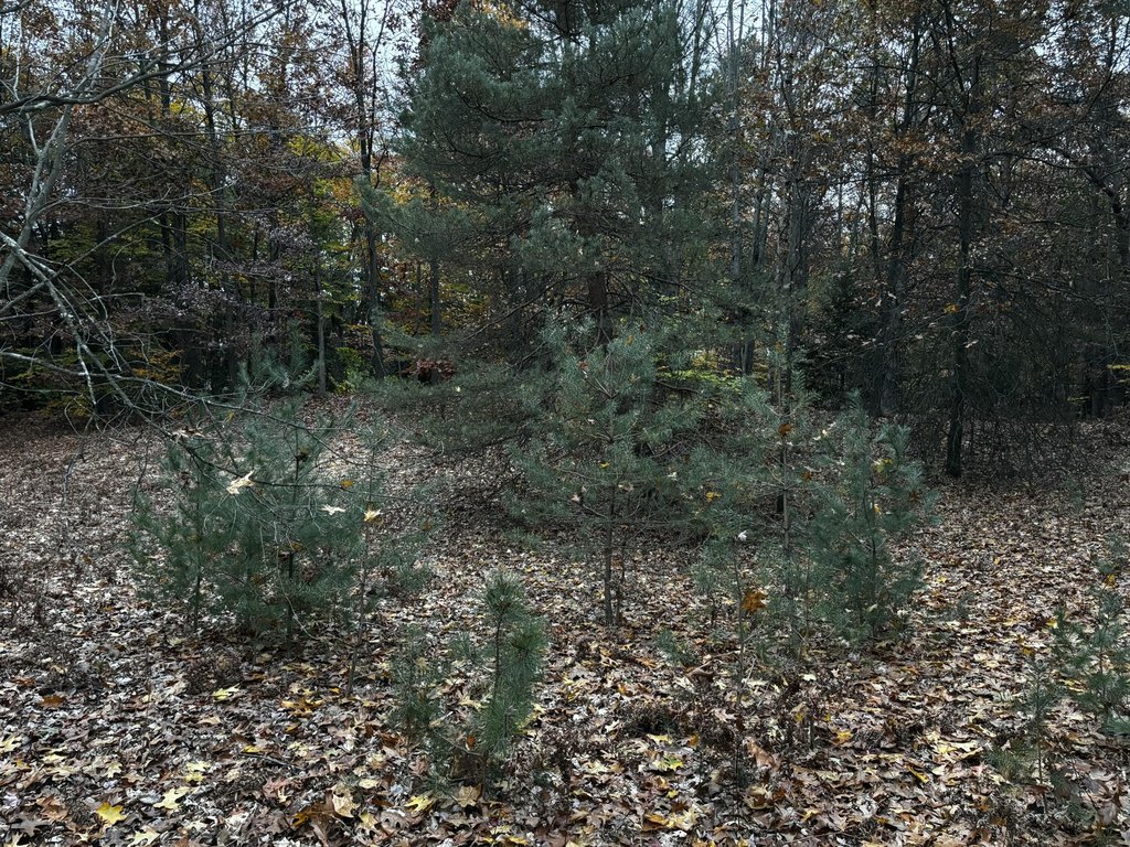 Picture 3