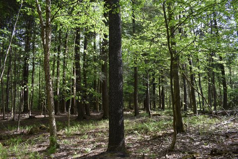 Wooded Recreational Land Tract