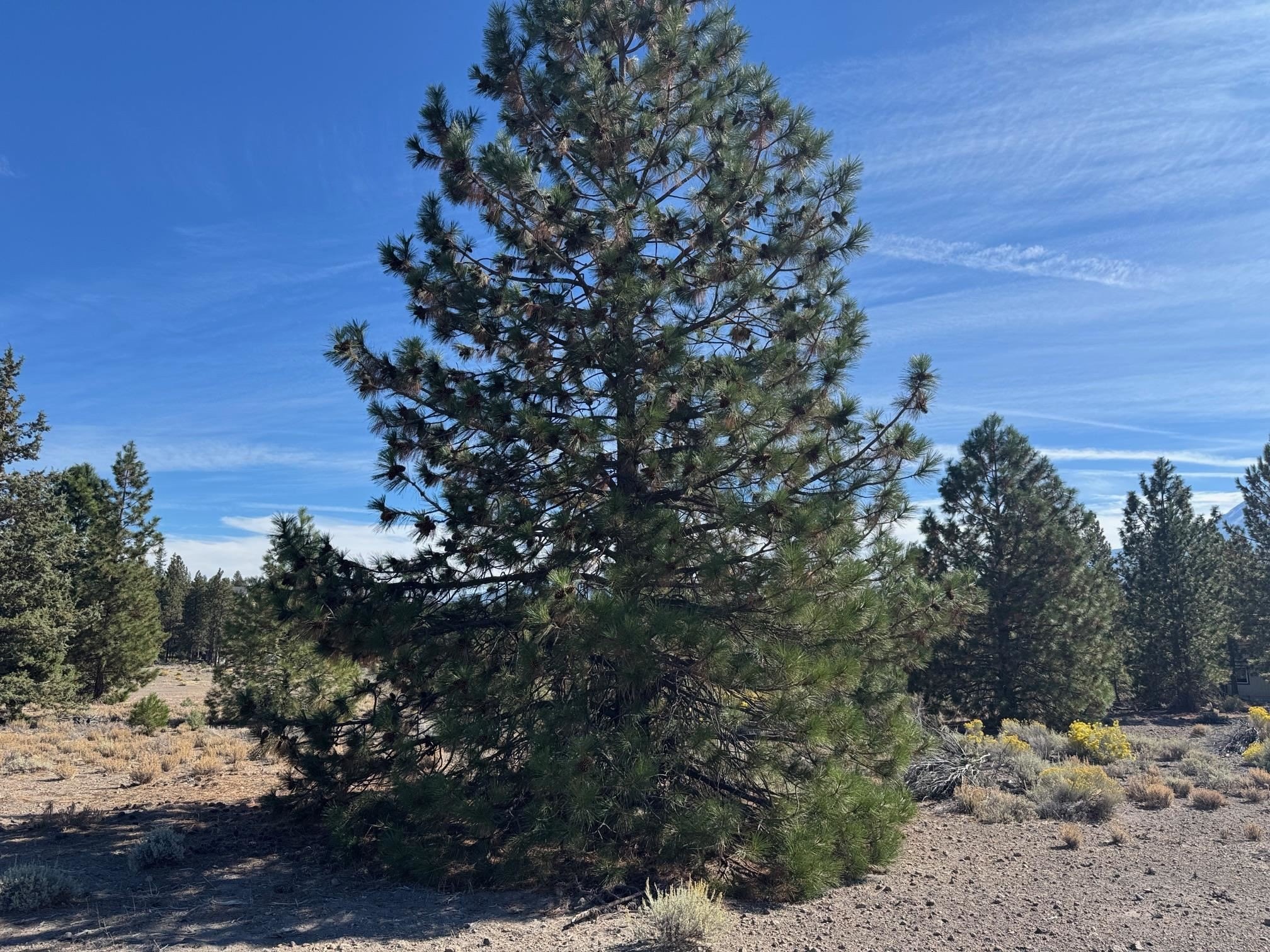 Level Lot in Lake Shastina