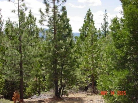 Land Parcel Near Lake Davis