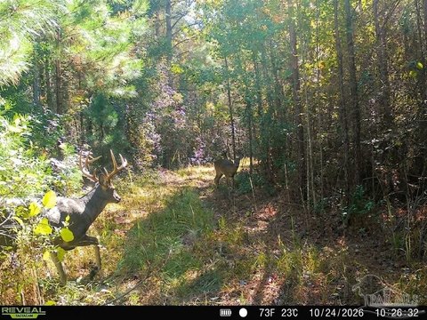 Recreational Land Tract