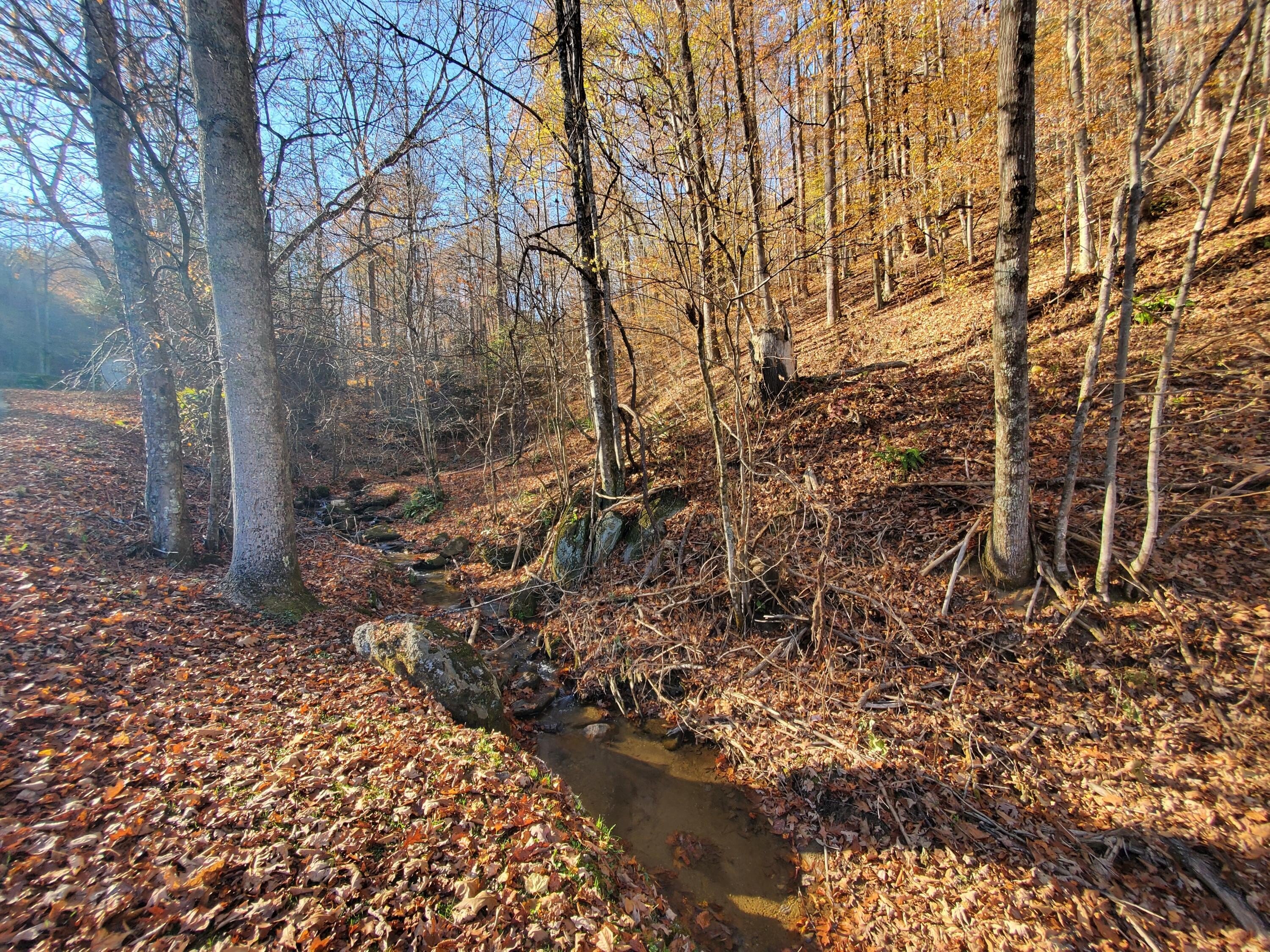 Roan Mountain Wooded Land Tract