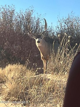 640 Acres Unrestricted Land, Morton, TX