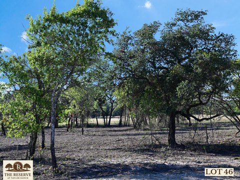 Residential Building Lot with Oaks