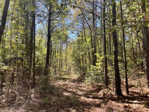 Timbered Hunting and Recreation Land