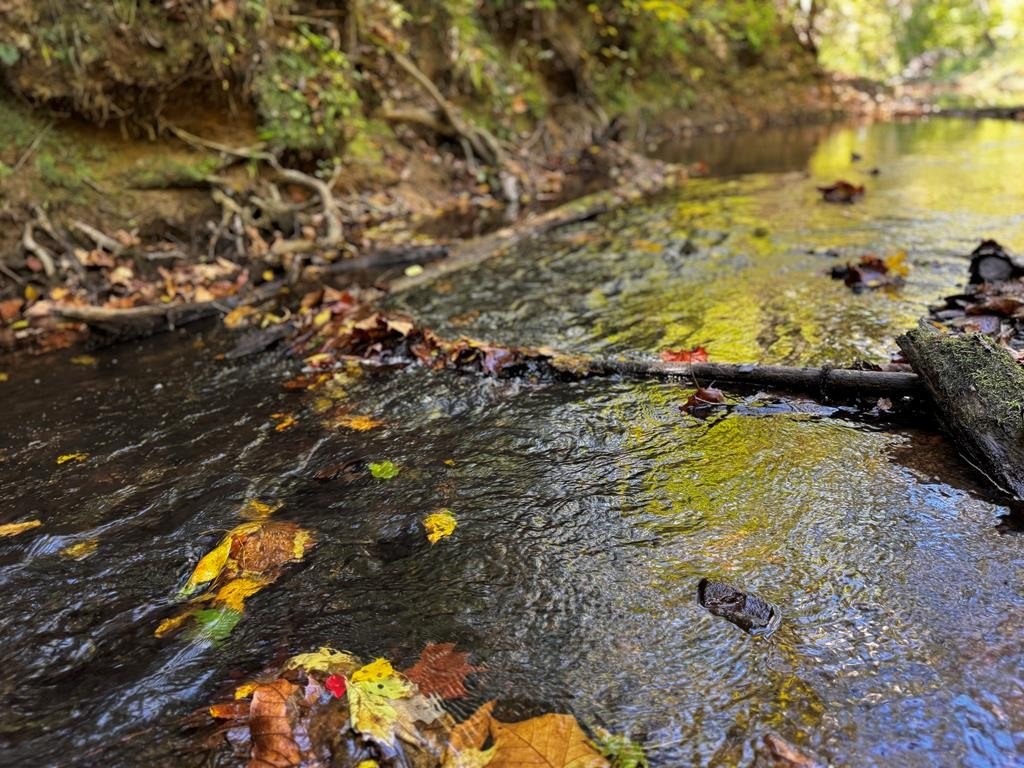 82 Acres Riverfront Hunting Land