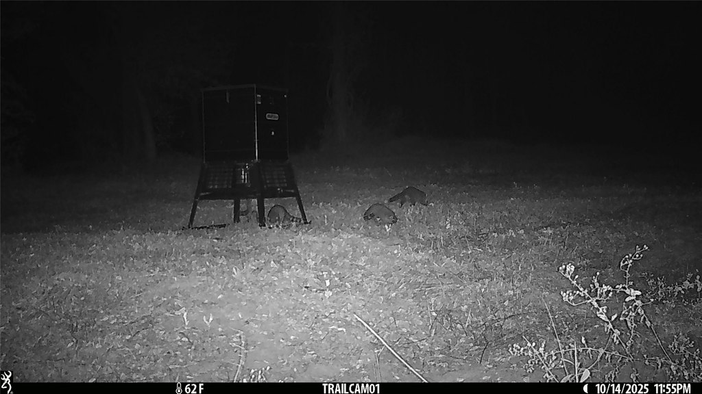 Picture 31