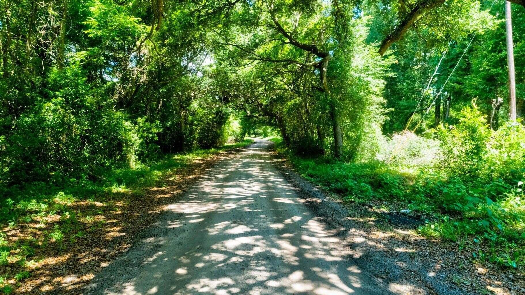 James Island Land with Grand Oaks