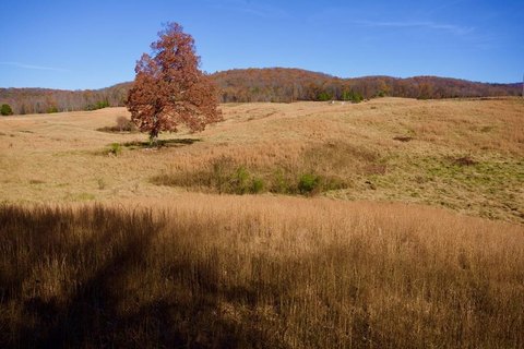 Unrestricted Forest and Pasture Tract