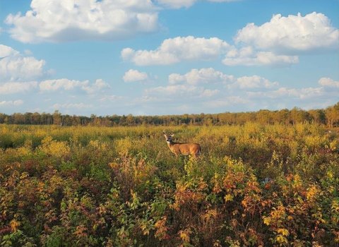 40 Acres Vacant Land