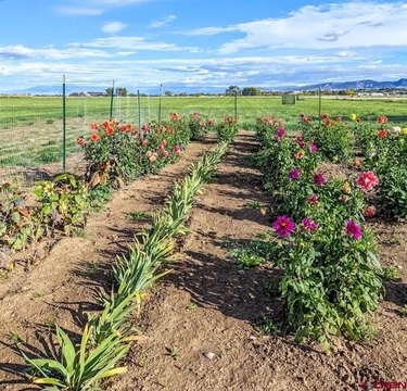 Farm with Cut-Flower Plot