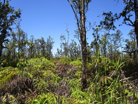 Mountain View Land For Sale