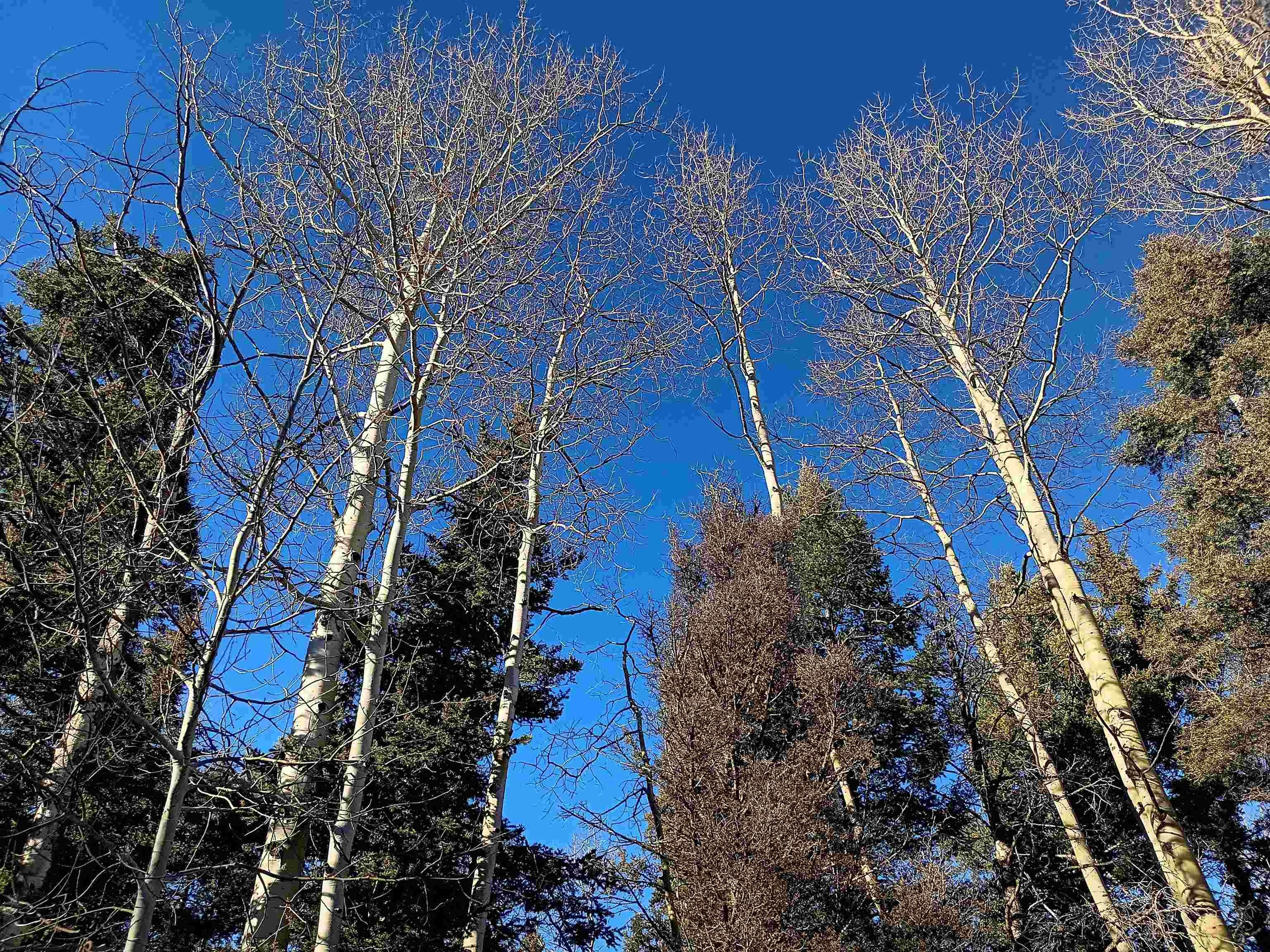 Angel Fire Woodland Paradise Land