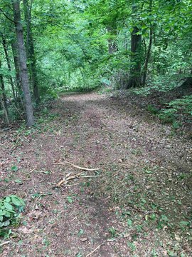 Millington Land with Mature Trees