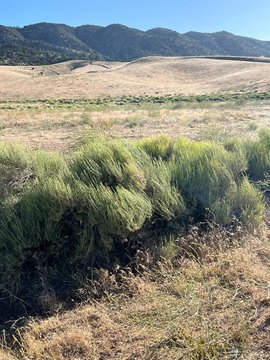 Tehachapi Land with Stunning Views