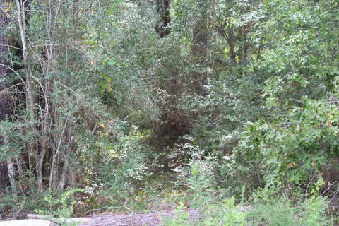 Land, Jasper, TX