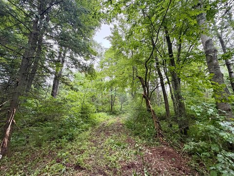 Waterfront Hunting Land with Stream