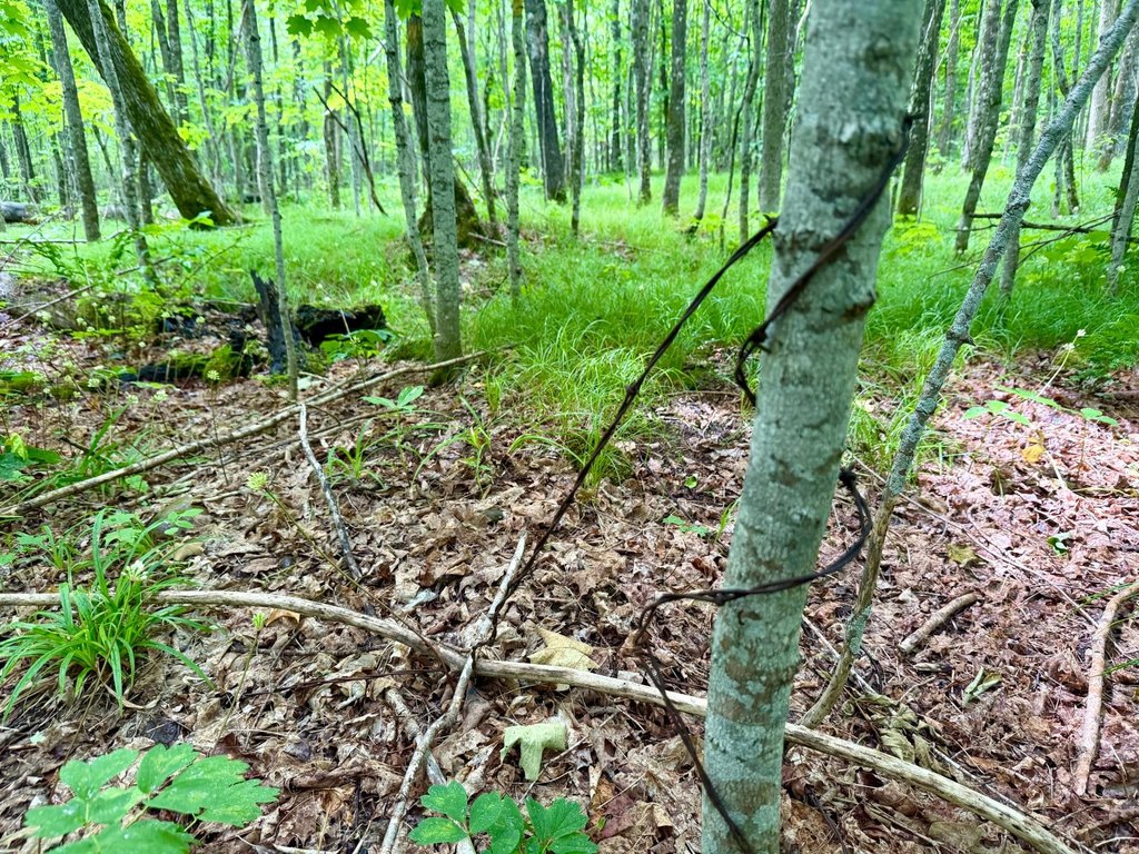 Picture 5