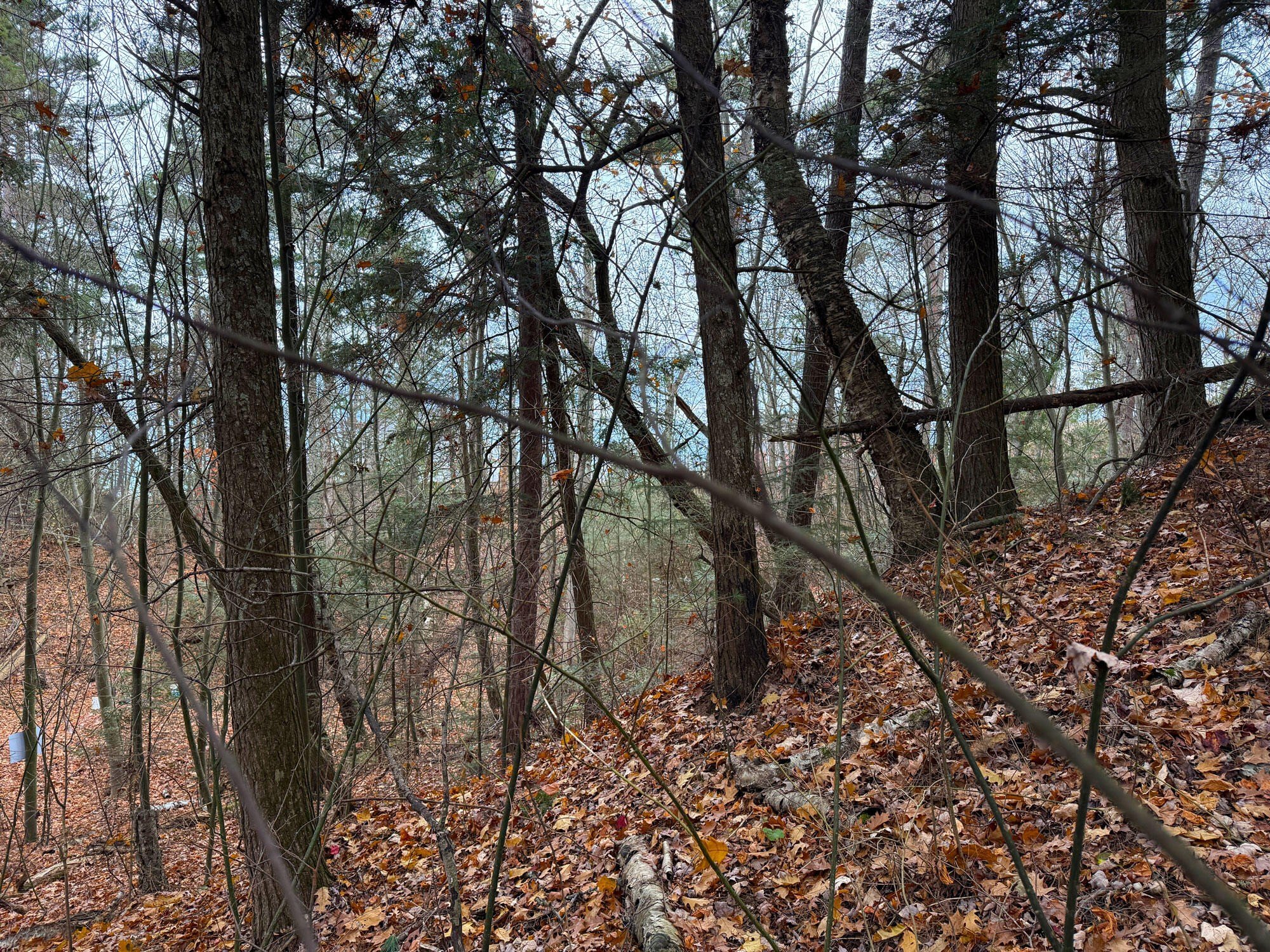 Wooded Lot Near Lake Michigan